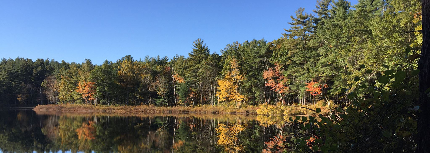 A view of a lake and trees