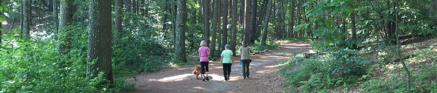 A view of the people walking in the park